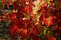 Autunno - Piante, fiori, animali_20